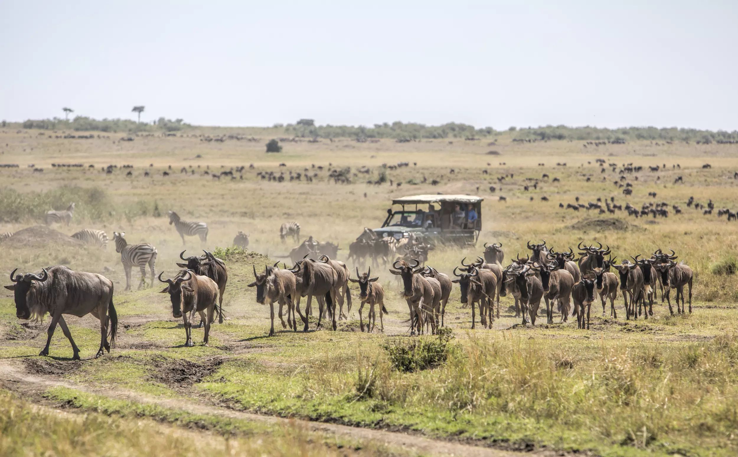 12-safari-tanzania