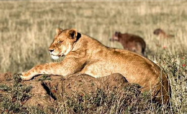 3-days-tanzania-safari-group-joining-safari