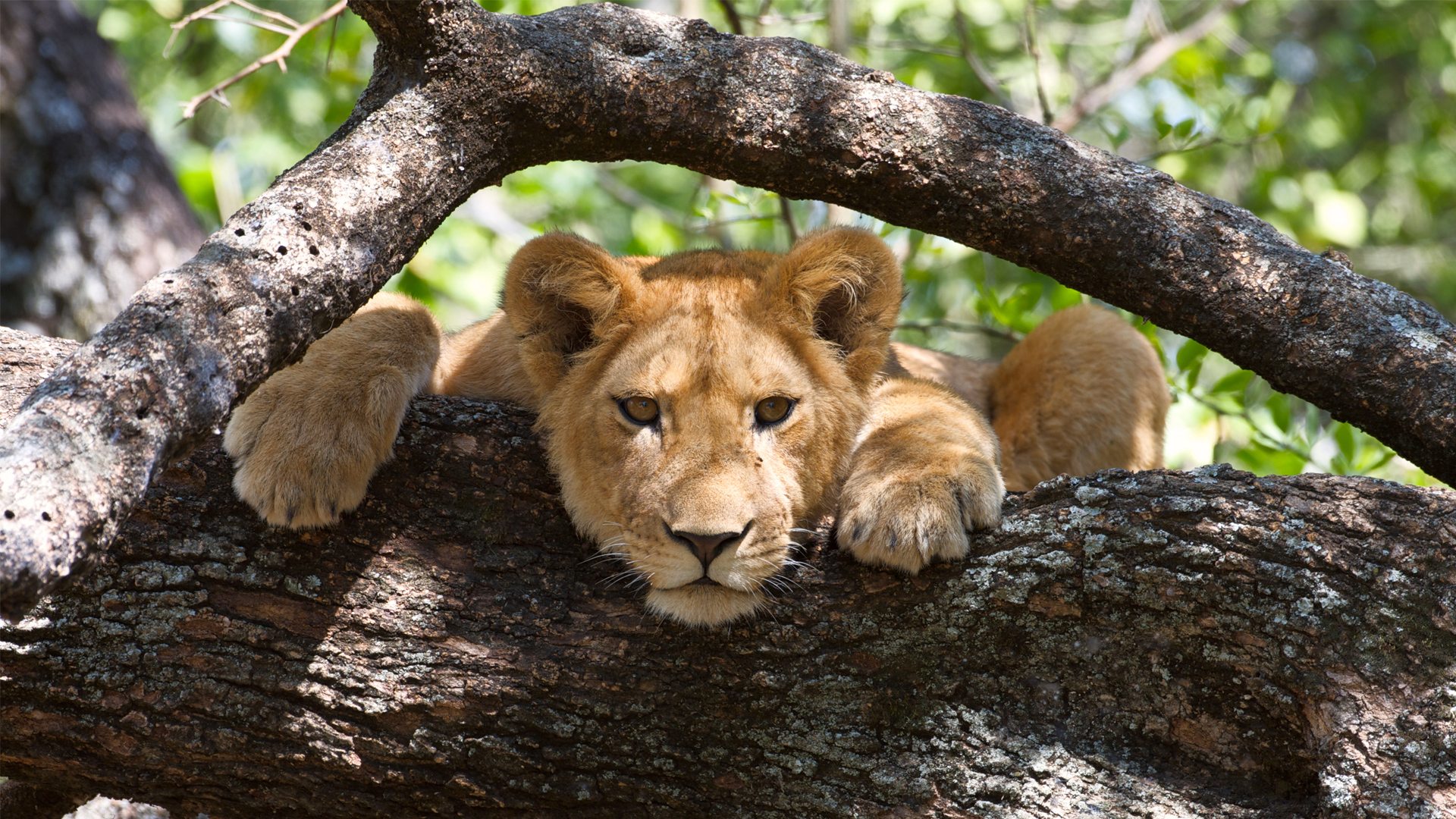 Lion-in-a-tree-in-Lake-Manyara-National-Park